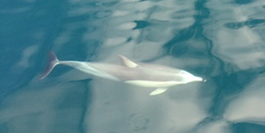 Photo: New Zealand dolphin